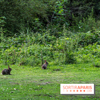 Base de loisirs de Saint-Quentin-en-Yvelines - Ile de loisirs de Trappes - activités