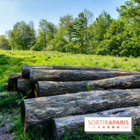 Balade nature dans la forêt de Montmorency, nos photos
