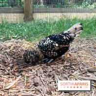 La ferme de la Villette et ses animaux - image00030