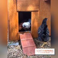 La ferme de la Villette et ses animaux