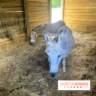 La ferme de la Villette et ses animaux