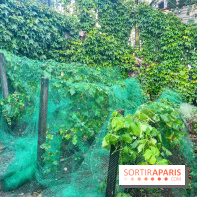 Vignes vendanges - visuels - image00018