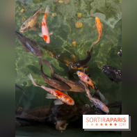 La Maison de la Pêche et de la Nature - image00029