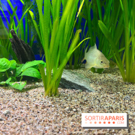 La Maison de la Pêche et de la Nature - image00018