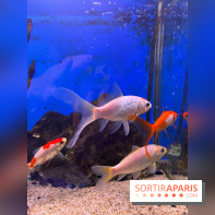 La Maison de la Pêche et de la Nature - image00010