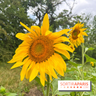 Le long de l'Oise, entre Auvers-sur-Oise et l'Isle-Adam - image00065