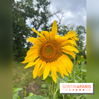 Le long de l'Oise, entre Auvers-sur-Oise et l'Isle-Adam - image00066