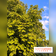 Le long de l'Oise, entre Auvers-sur-Oise et l'Isle-Adam - image00017