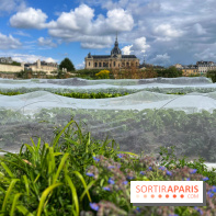 Potager du Roi - IMG 4206