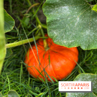 Potager du Roi