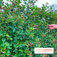 La ferme de Saint-Cyr l'Ecole - image00078