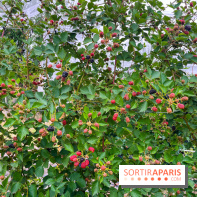 La ferme de Saint-Cyr l'Ecole - image00079