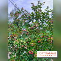 La ferme de Saint-Cyr l'Ecole - image00077