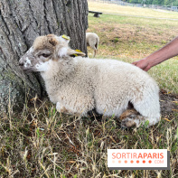 La ferme de Saint-Cyr l'Ecole - image00073