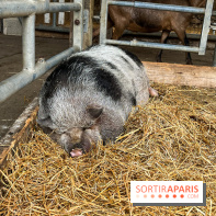La ferme de Saint-Cyr l'Ecole - image00058
