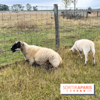 La ferme de Saint-Cyr l'Ecole - image00039