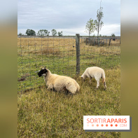 La ferme de Saint-Cyr l'Ecole - image00038