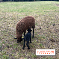 La ferme de Saint-Cyr l'Ecole - image00025