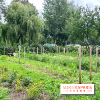 Les Rives de Paris, l'unique camping du 93 à Neuilly-sur-Marne - image00066