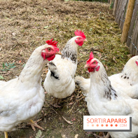 Les Rives de Paris, l'unique camping du 93 à Neuilly-sur-Marne - image00064