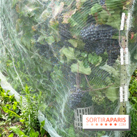 Le parc Georges Brassens, pour se croire à la campagne dans le 15e - image00025