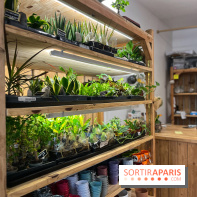 Boby la Plante