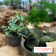 Boby la Plante