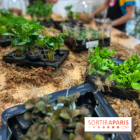 Boby la Plante - IMG 4343