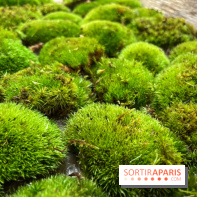 Boby la Plante - IMG 4345