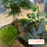 Boby la Plante