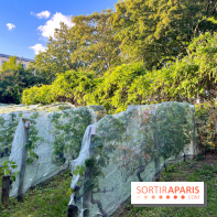 Vignes de Belleville - image00005