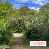 L'étang de la Galiotte dans le parc du Peuple de l'Herbe - Carrières-sous-Poissy (Yvelines) - image00025