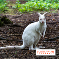 Le village de Janvry en Haute Vallée de Chevreuse  -  A7C0025