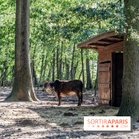 Le village de Janvry en Haute Vallée de Chevreuse  -  A7C0064