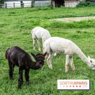 Le village de Janvry en Haute Vallée de Chevreuse  -  A7C9962