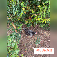 Le Grand Parc des Docks, à Saint-Ouen - image00229