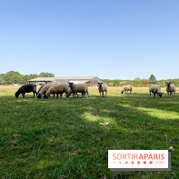 La Ferme des 4 Etoiles à Auffargis - image00047