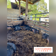 La Ferme des 4 Etoiles à Auffargis - image00026