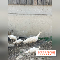 La Ferme des 4 Etoiles à Auffargis - image00014