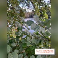 Les bords de Marne - image00013