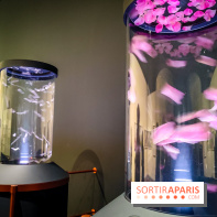 Parfums d'Orient, l'exposition qui enchante nos sens à l'Institut du Monde Arabe - photos