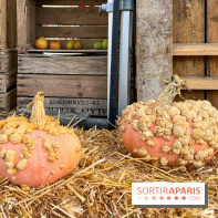 Automne au Potager du Roi - Citrouilles - Halloween