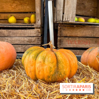 Automne au Potager du Roi - Citrouilles - Halloween