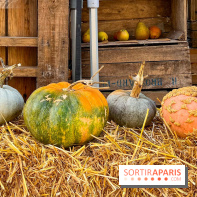 Automne au Potager du Roi - Citrouilles - Halloween