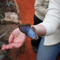 La serre aux papillons