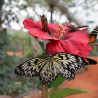 La serre aux papillons