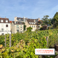Vignes Montmartre