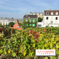Vignes Montmartre