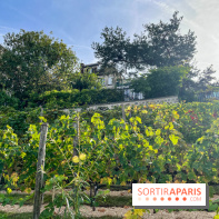 Vignes Montmartre