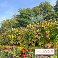 Vignes Montmartre